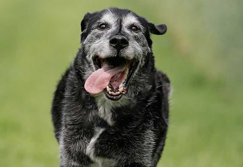 Vita col cane anziano
